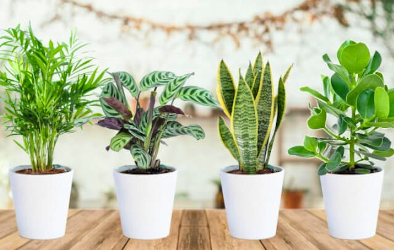 Fleur je huis op met deze trendy kamerplanten!