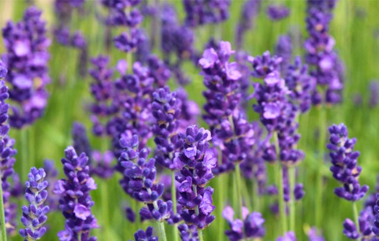 6 fleurige Lavendel planten!