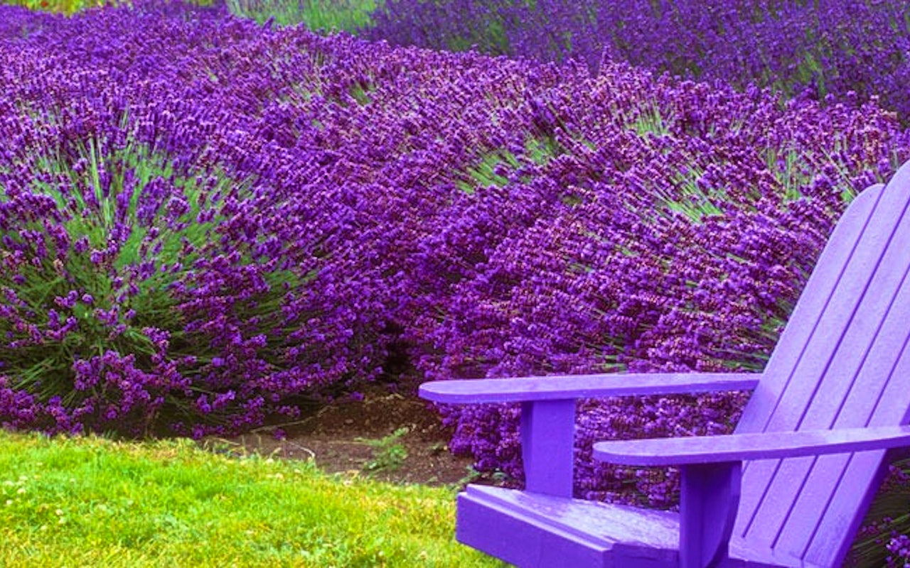 6 fleurige Lavendel planten!