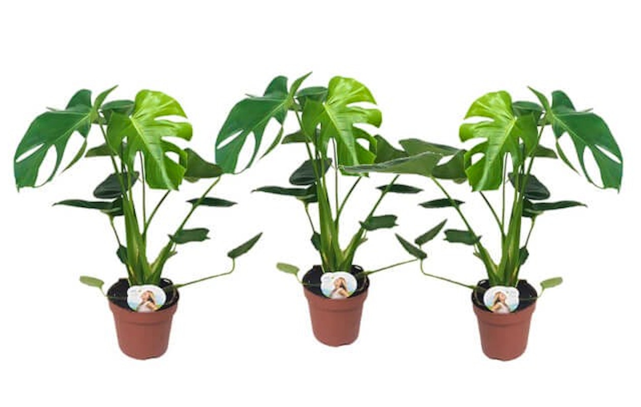Set van 3 Monstera Deliciosa 'Gatenplanten' !