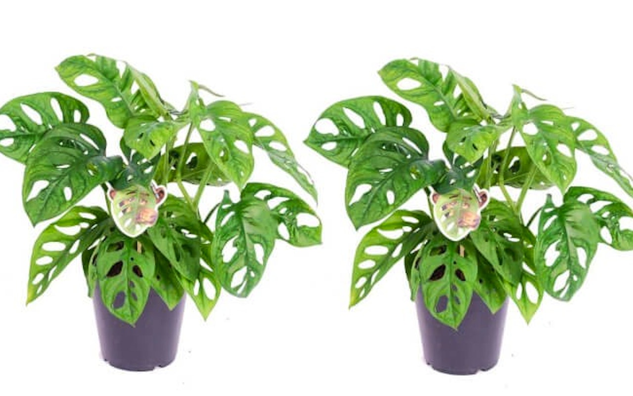 Maak je huis hip met deze set van 2 Monstera Monkey-Mask planten!