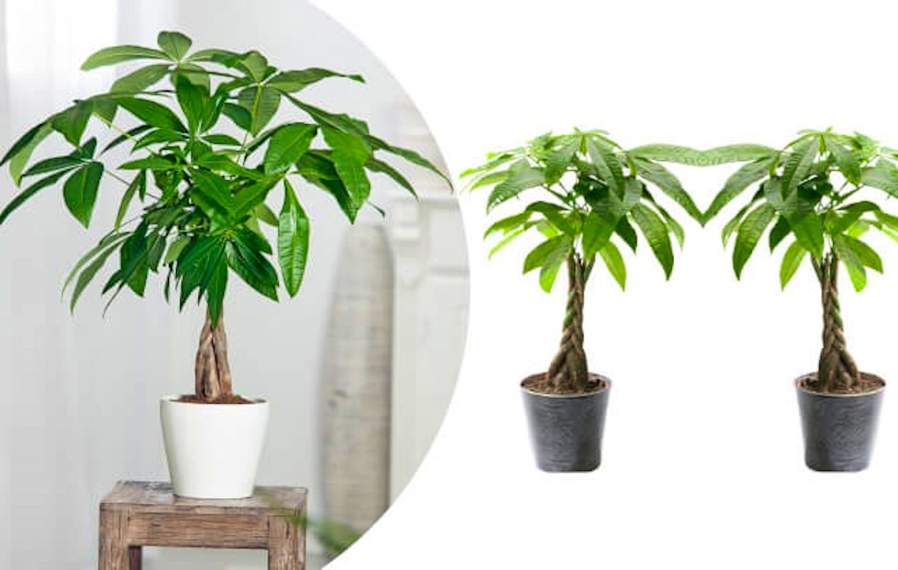 Set van 2 prachtige Pachira 'geluks' planten!