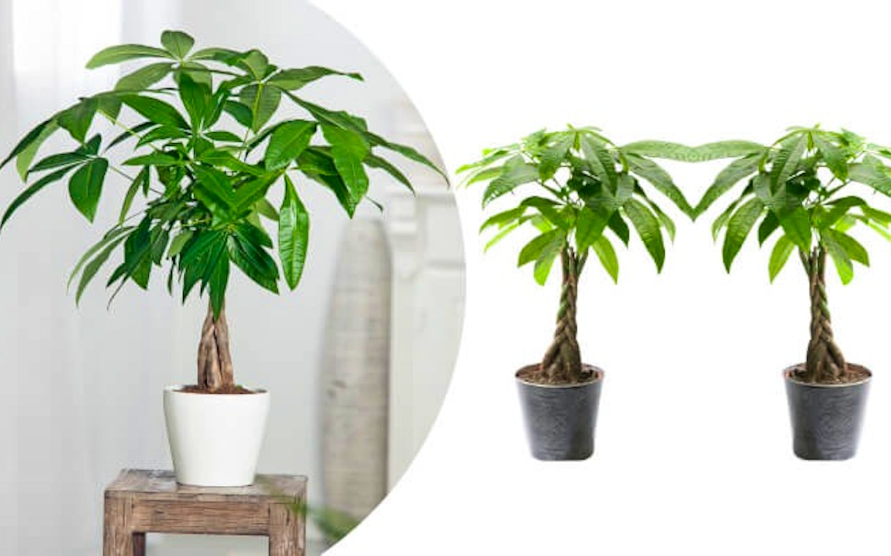 Set van 2 prachtige Pachira 'geluks' planten!