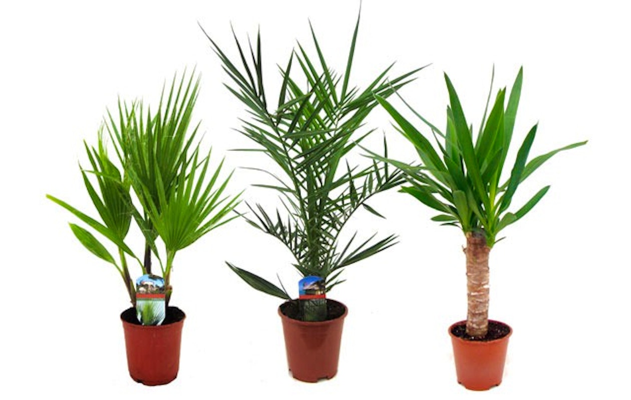 De tropen in huis met de set van 3 verschillende palmen!
