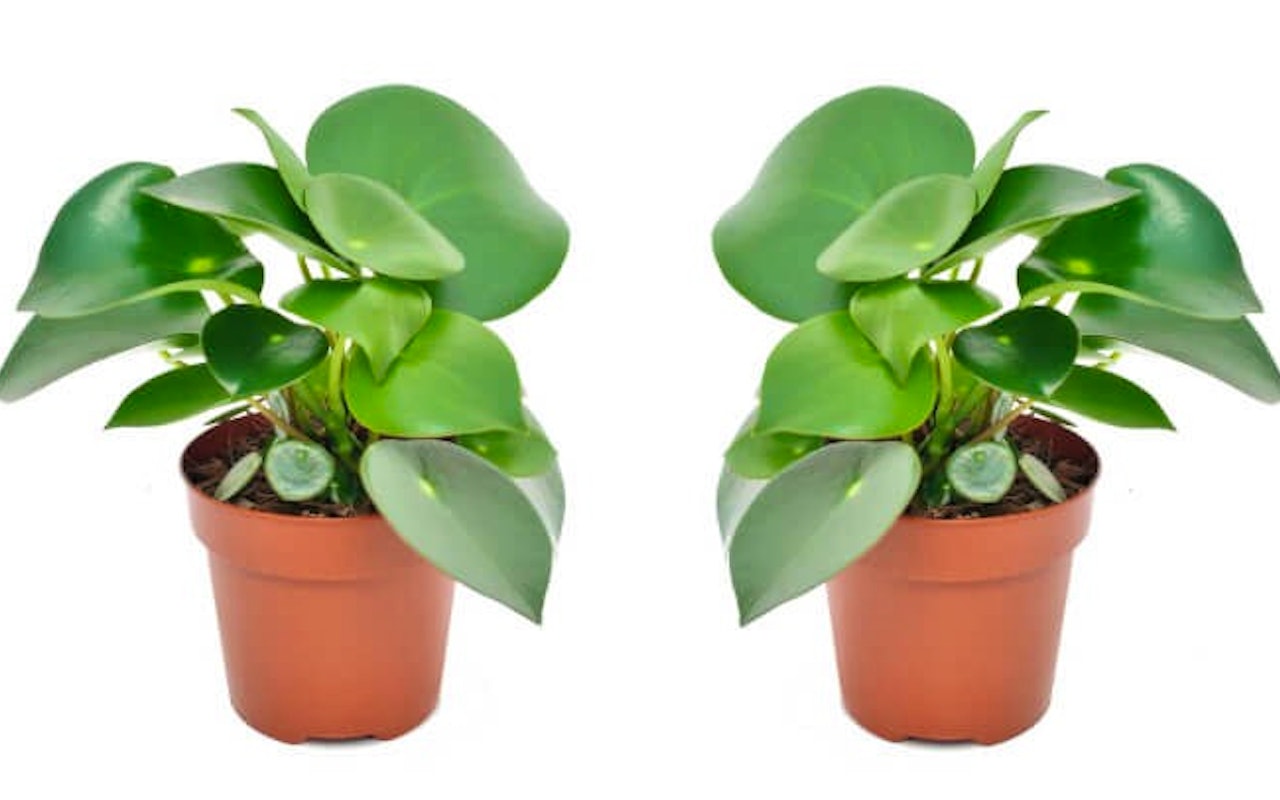 Een set van 2 easy care Peperomia 'Raindrop' planten!