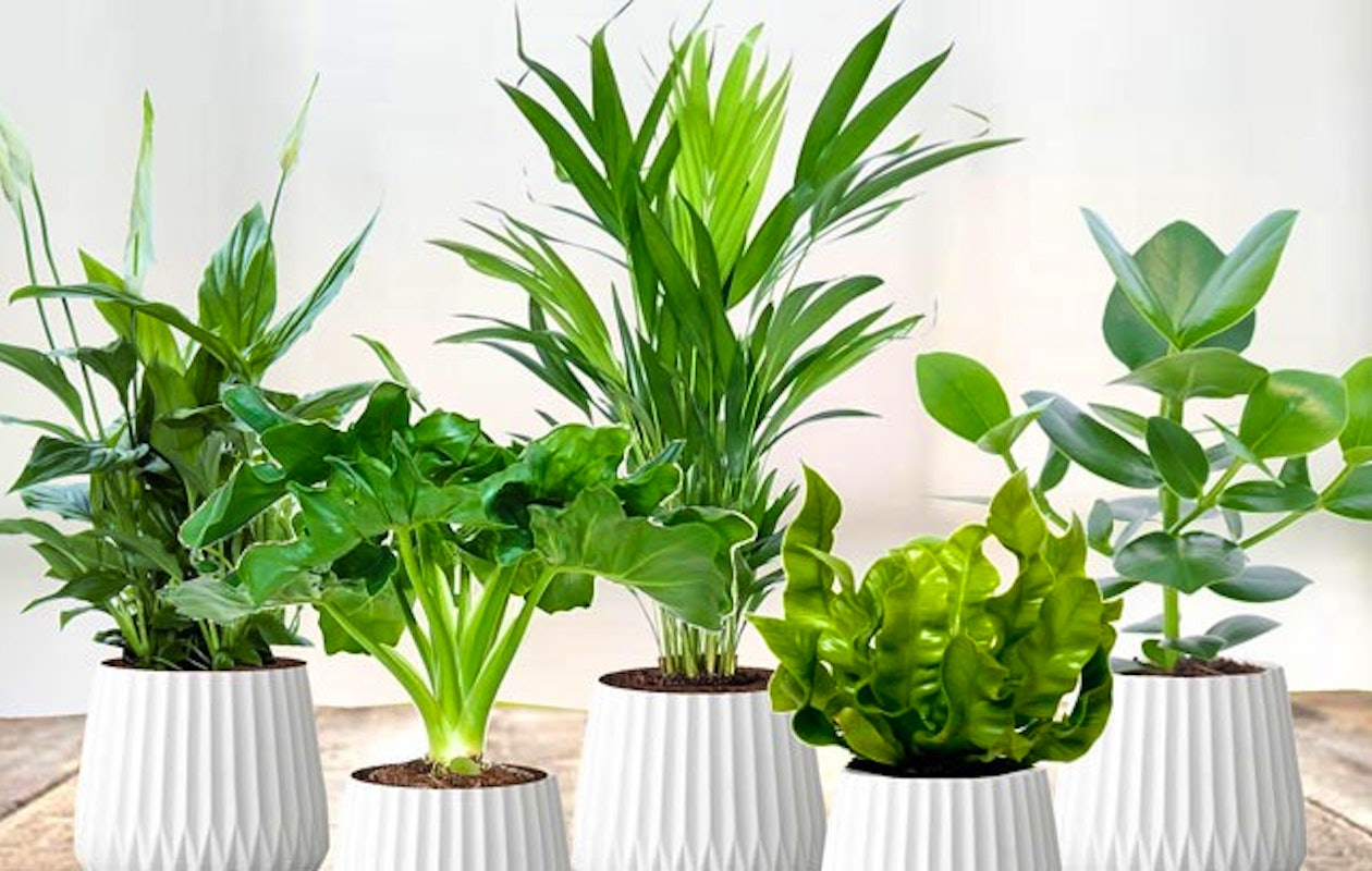 Set van 5 luchtzuiverende planten!