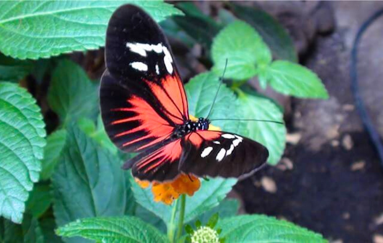 Kom een kijkje nemen in de vlinderjungle bij Vlinders aan de Vliet!